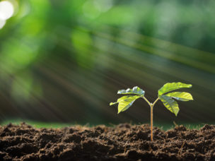 young plant in the morning light on nature background