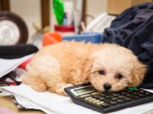 Dog on a desk with a calculator