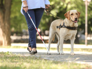 Guide dog helping blind woman in park